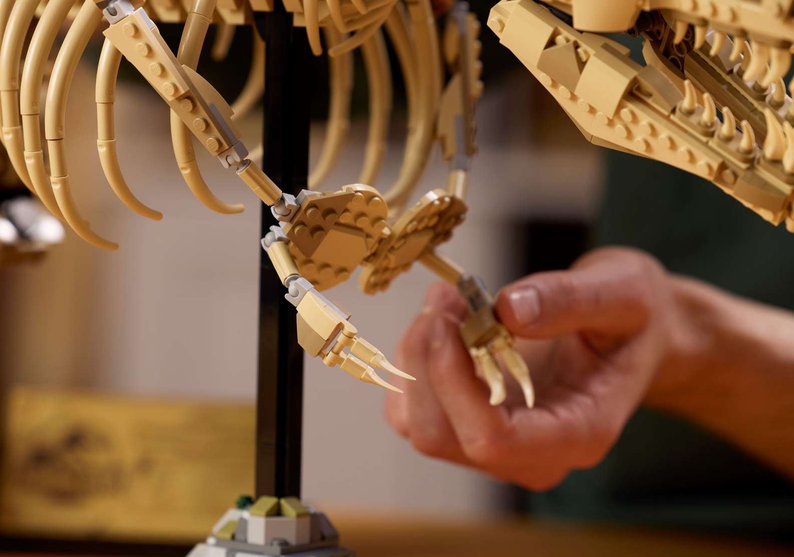 LEGO Jurassic Park T-rex dinosaur fossil skeleton, tan plastic, being assembled. Bricking Lebanon